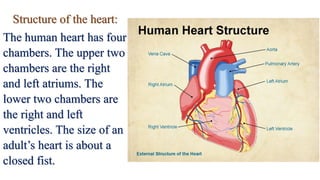 Structure of the heart:
The human heart has four
chambers. The upper two
chambers are the right
and left atriums. The
lower two chambers are
the right and left
ventricles. The size of an
adult’s heart is about a
closed fist.
 