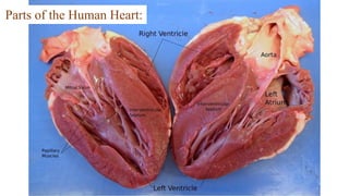 Parts of the Human Heart:
 