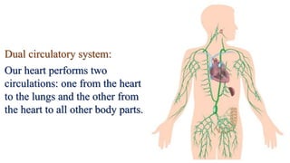 Dual circulatory system:
Our heart performs two
circulations: one from the heart
to the lungs and the other from
the heart to all other body parts.
 