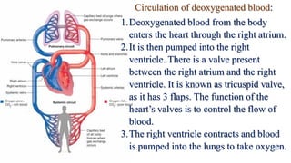 Circulation of deoxygenated blood:
1.Deoxygenated blood from the body
enters the heart through the right atrium.
2.It is then pumped into the right
ventricle. There is a valve present
between the right atrium and the right
ventricle. It is known as tricuspid valve,
as it has 3 flaps. The function of the
heart’s valves is to control the flow of
blood.
3.The right ventricle contracts and blood
is pumped into the lungs to take oxygen.
 
