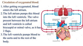 Circulation of oxygenated blood:
1.After getting oxygenated, blood
enters the left atrium.
2.The left atrium pumps this blood
into the left ventricle. The valve
present between the left atrium
and left ventricle is called
biscuspid or mitral valve, as it has
2 flaps.
3.The left ventricle pumps blood to
the aorta and to the rest of the
body.
 