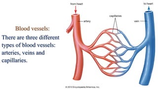 Blood vessels:
There are three different
types of blood vessels:
arteries, veins and
capillaries.
 