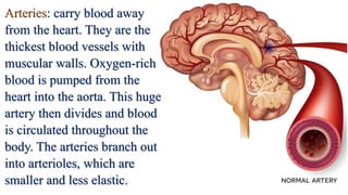 Arteries: carry blood away
from the heart. They are the
thickest blood vessels with
muscular walls. Oxygen-rich
blood is pumped from the
heart into the aorta. This huge
artery then divides and blood
is circulated throughout the
body. The arteries branch out
into arterioles, which are
smaller and less elastic.
 