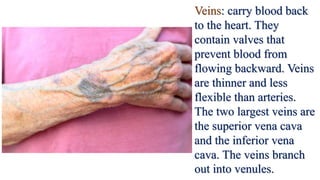 Veins: carry blood back
to the heart. They
contain valves that
prevent blood from
flowing backward. Veins
are thinner and less
flexible than arteries.
The two largest veins are
the superior vena cava
and the inferior vena
cava. The veins branch
out into venules.
 