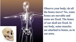 Observe your body; do all
the bones move? No, some
bones are movable and
some are fixed. The bones
of our skull are fixed. In
our body, some muscles
are attached to bones, as in
our arms.
 