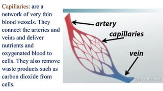 Capillaries: are a
network of very thin
blood vessels. They
connect the arteries and
veins and deliver
nutrients and
oxygenated blood to
cells. They also remove
waste products such as
carbon dioxide from
cells.
 
