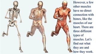 However, a few
other muscles
have no direct
connection with
bones, like the
muscles of our
heart. There are
three different
types of
muscles. Let’s
find out what
they are and
how they work.
 