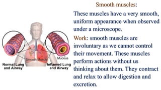 Smooth muscles:
These muscles have a very smooth,
uniform appearance when observed
under a microscope.
Work: smooth muscles are
involuntary as we cannot control
their movement. These muscles
perform actions without us
thinking about them. They contract
and relax to allow digestion and
excretion.
 