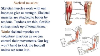 Skeletal muscles:
Skeletal muscles work with our
bones to give us strength. Skeletal
muscles are attached to bones by
tendons. Tendons are thin, flexible
strings made up of tough tissue.
Work: skeletal muscles are
voluntary in action as we can
control their movements. Our leg
won’t bend to kick the football
unless we want it to.
 