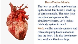 Heart/Cardiac Muscle:
The heart or cardiac muscle makes
up the heart. Our heart is made up
of cardiac muscle. The heart is an
important component of the
circulatory system. Let’s look at
this body system in detail.
Work: cardiac muscle contracts and
relaxes to pump blood out of and
into the heart. It is also involuntary
as it works without our help.
 