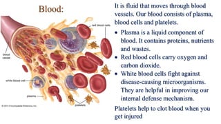 It is fluid that moves through blood
vessels. Our blood consists of plasma,
blood cells and platelets.
 Plasma is a liquid component of
blood. It contains proteins, nutrients
and wastes.
 Red blood cells carry oxygen and
carbon dioxide.
 White blood cells fight against
disease-causing microorganisms.
They are helpful in improving our
internal defense mechanism.
Platelets help to clot blood when you
get injured
Blood:
 