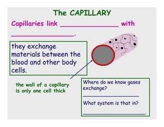 Circulatory System cp | PDF