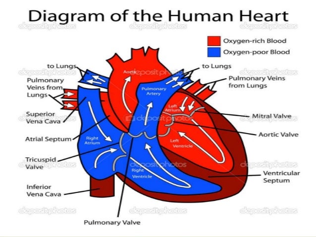 Circulatory system final