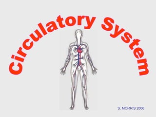 Circulatory System S. MORRIS 2006 