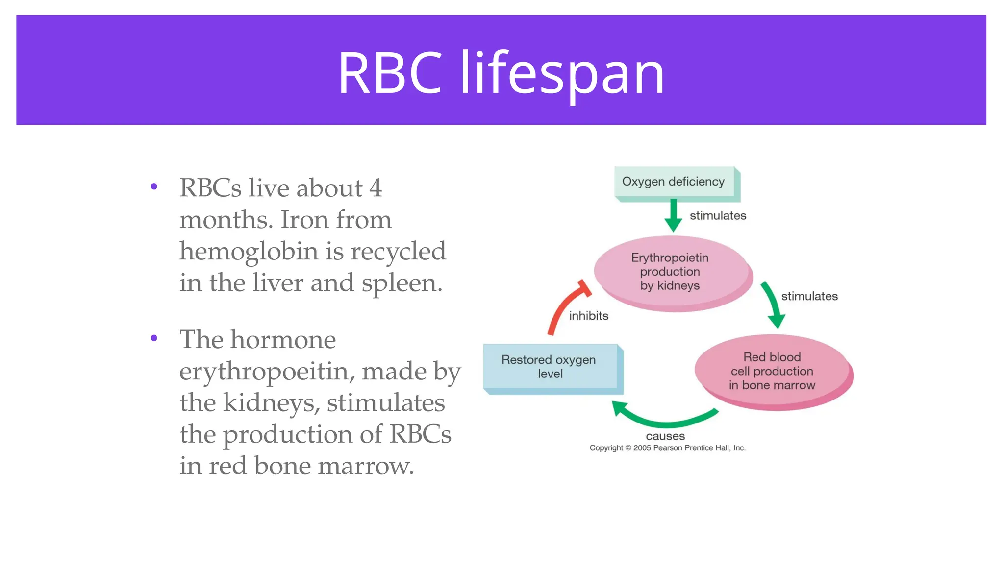 RBC lifespan
• RBCs live about 4
months. Iron from
hemoglobin is recycled
in the liver and spleen.
• The hormone
erythropoeitin, made by
the kidneys, stimulates
the production of RBCs
in red bone marrow.
 