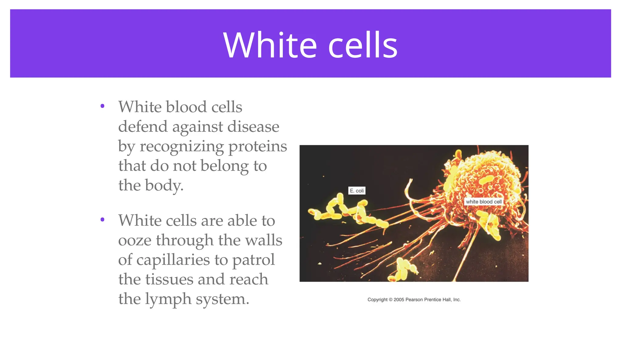 White cells
• White blood cells
defend against disease
by recognizing proteins
that do not belong to
the body.
• White cells are able to
ooze through the walls
of capillaries to patrol
the tissues and reach
the lymph system.
 