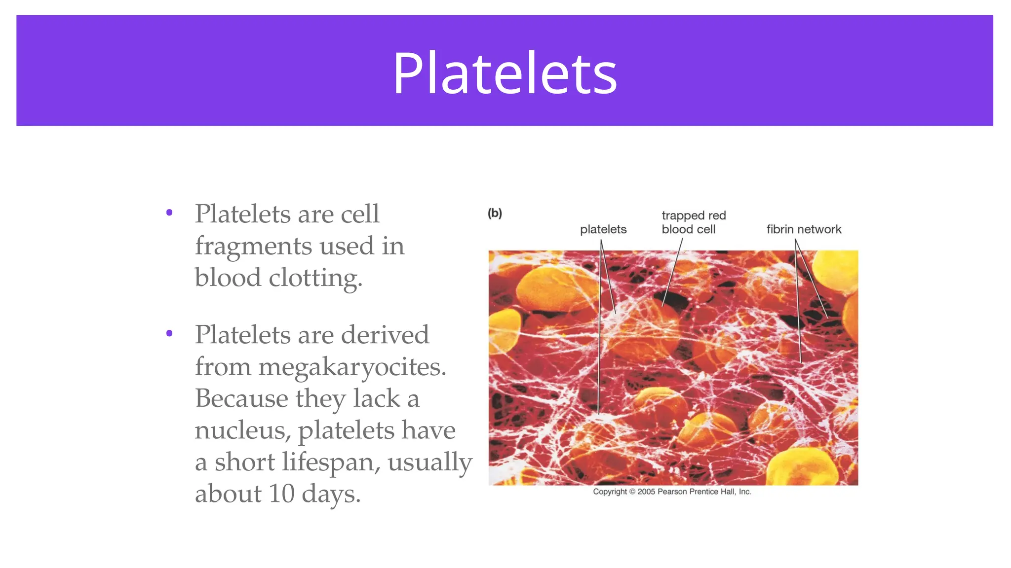 Platelets
• Platelets are cell
fragments used in
blood clotting.
• Platelets are derived
from megakaryocites.
Because they lack a
nucleus, platelets have
a short lifespan, usually
about 10 days.
 