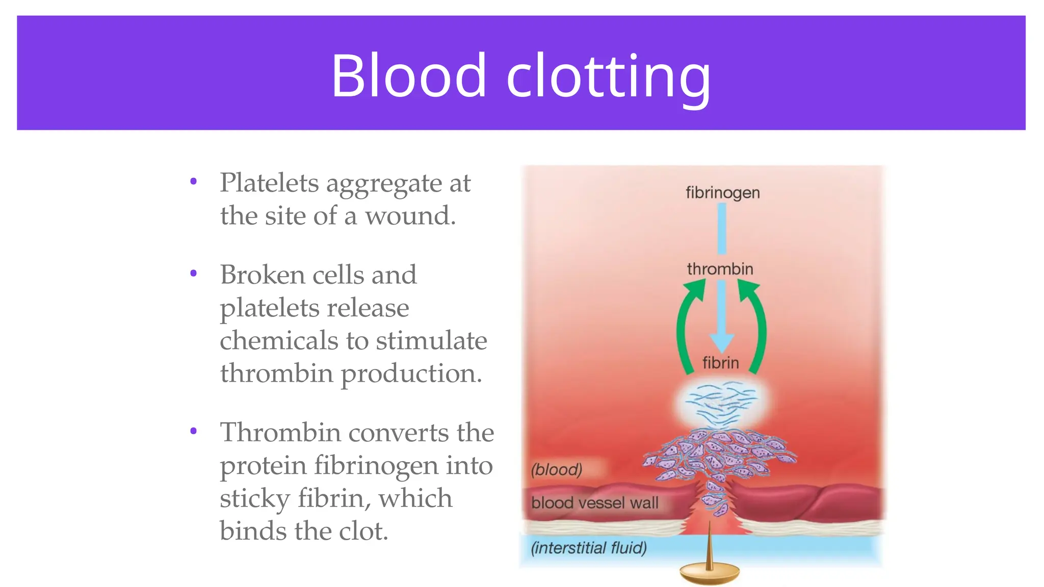• Platelets aggregate at
the site of a wound.
• Broken cells and
platelets release
chemicals to stimulate
thrombin production.
• Thrombin converts the
protein fibrinogen into
sticky fibrin, which
binds the clot.
Blood clotting
 