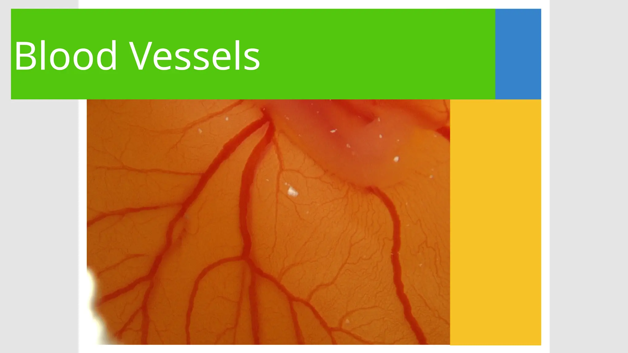 Blood Vessels
 