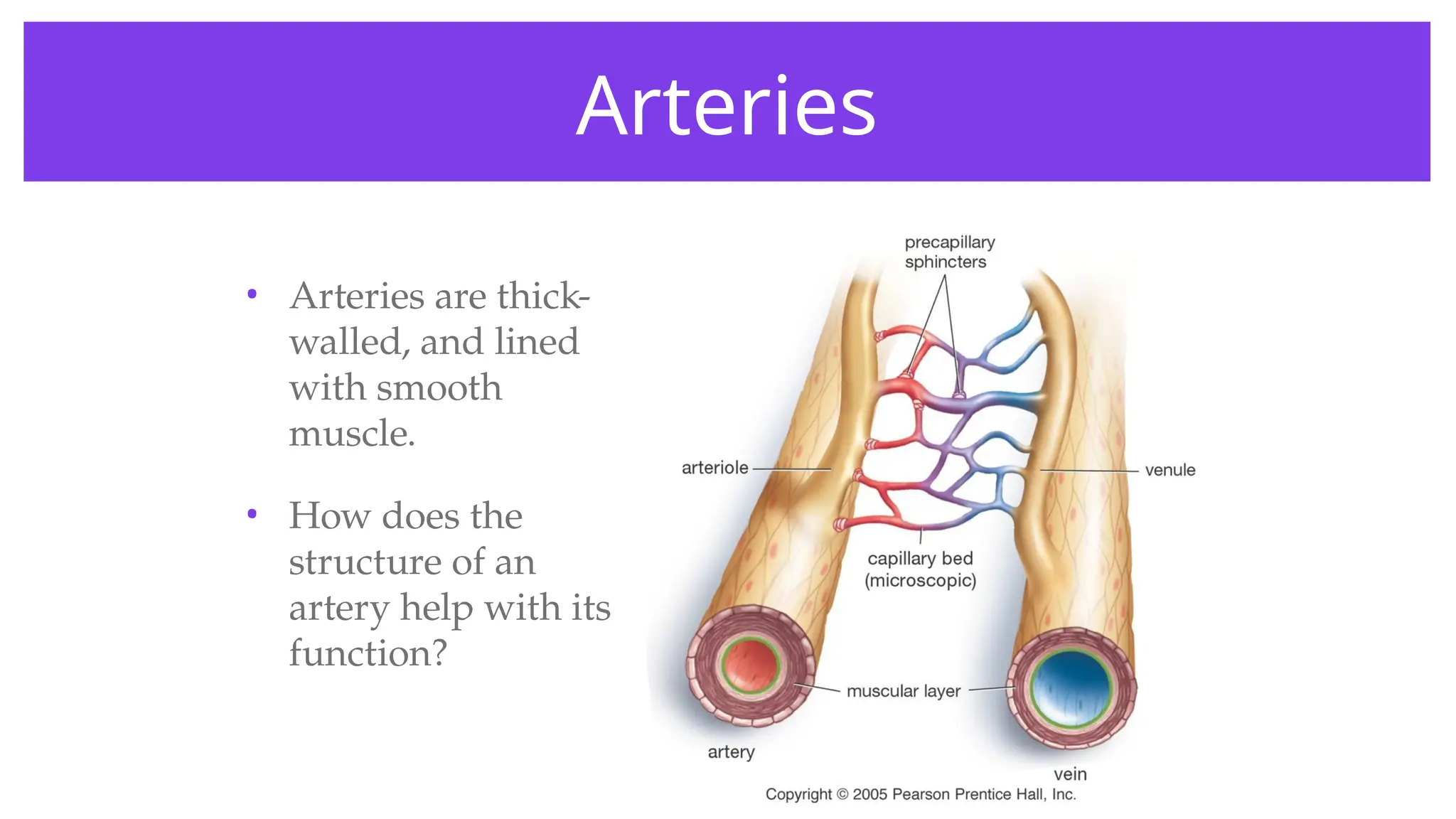 Arteries
• Arteries are thick-
walled, and lined
with smooth
muscle.
• How does the
structure of an
artery help with its
function?
 