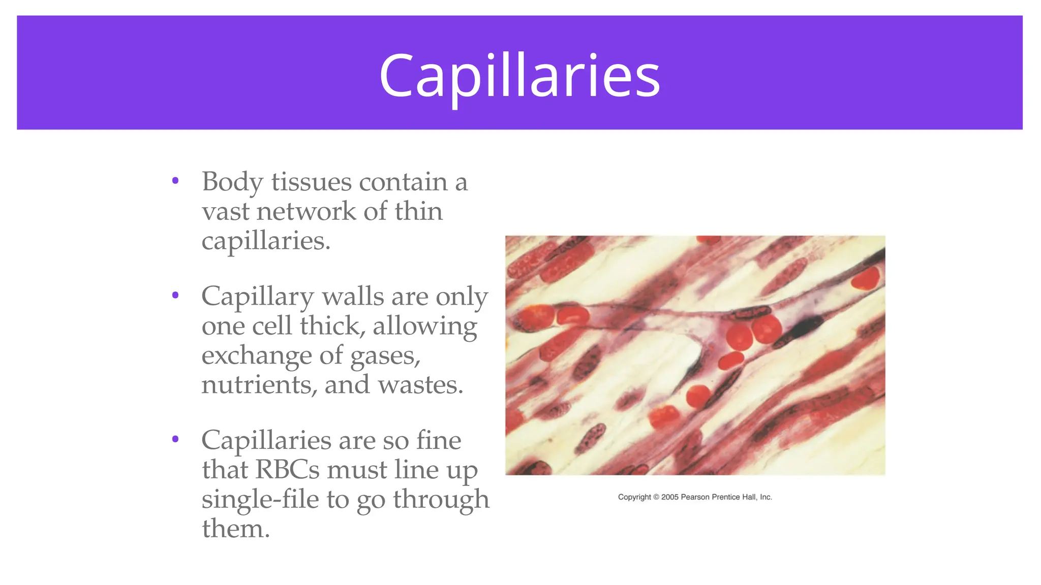 Capillaries
• Body tissues contain a
vast network of thin
capillaries.
• Capillary walls are only
one cell thick, allowing
exchange of gases,
nutrients, and wastes.
• Capillaries are so fine
that RBCs must line up
single-file to go through
them.
 