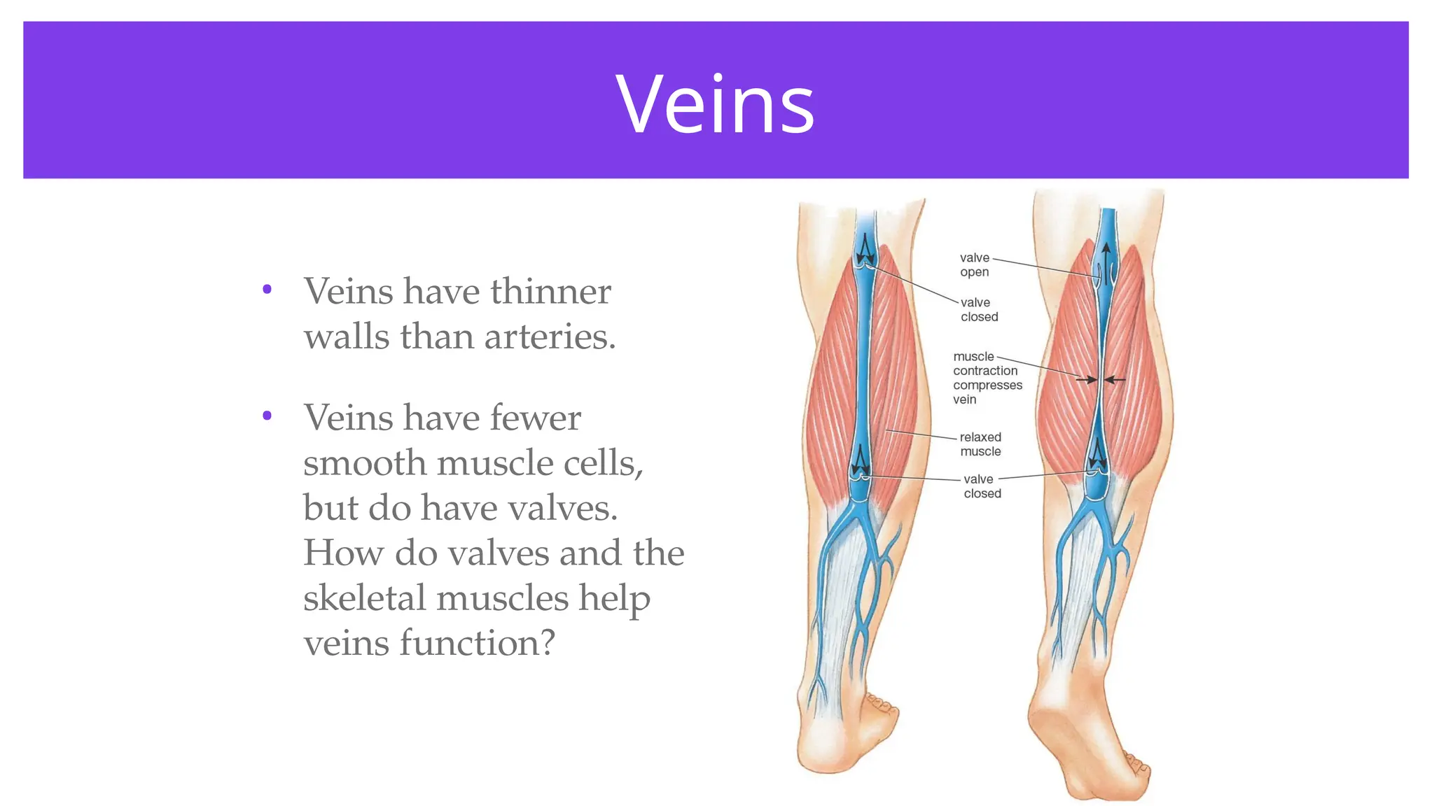 Veins
• Veins have thinner
walls than arteries.
• Veins have fewer
smooth muscle cells,
but do have valves.
How do valves and the
skeletal muscles help
veins function?
 