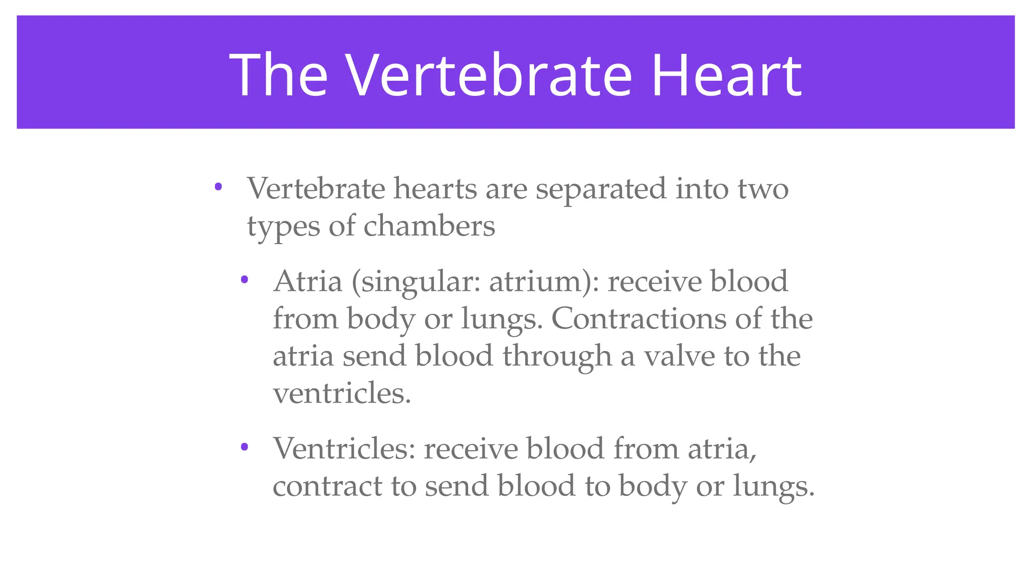 The Vertebrate Heart
• Vertebrate hearts are separated into two
types of chambers
• Atria (singular: atrium): receive blood
from body or lungs. Contractions of the
atria send blood through a valve to the
ventricles.
• Ventricles: receive blood from atria,
contract to send blood to body or lungs.
 