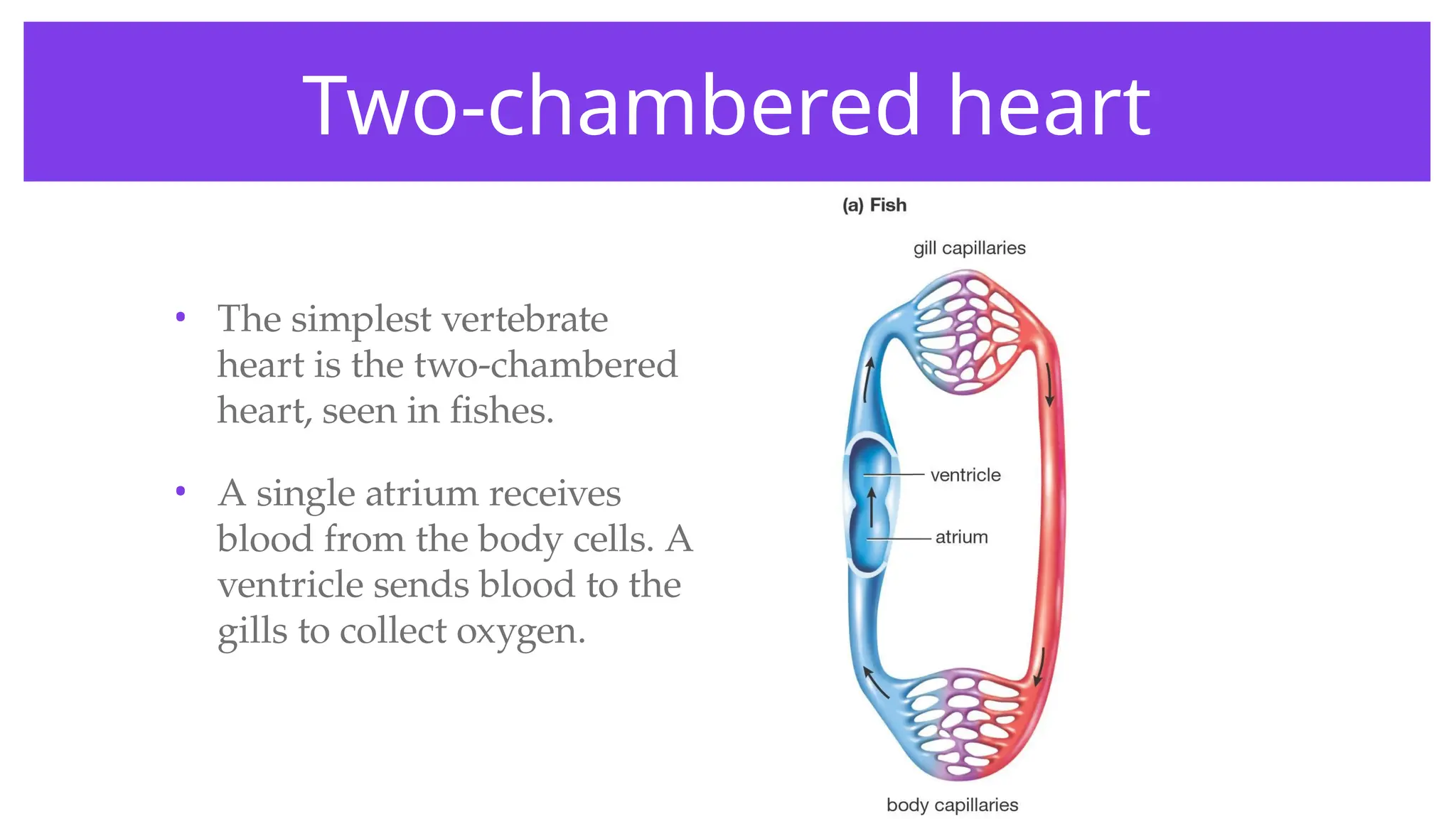 Two-chambered heart
• The simplest vertebrate
heart is the two-chambered
heart, seen in fishes.
• A single atrium receives
blood from the body cells. A
ventricle sends blood to the
gills to collect oxygen.
 