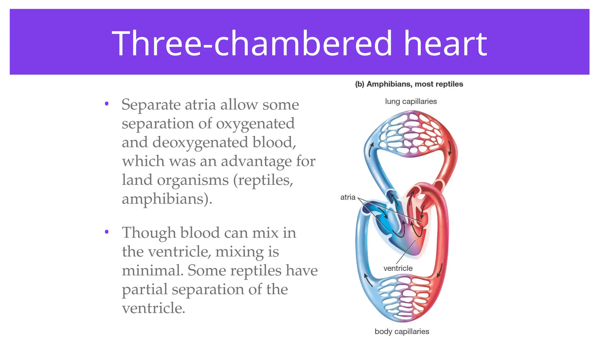 Three-chambered heart
• Separate atria allow some
separation of oxygenated
and deoxygenated blood,
which was an advantage for
land organisms (reptiles,
amphibians).
• Though blood can mix in
the ventricle, mixing is
minimal. Some reptiles have
partial separation of the
ventricle.
 