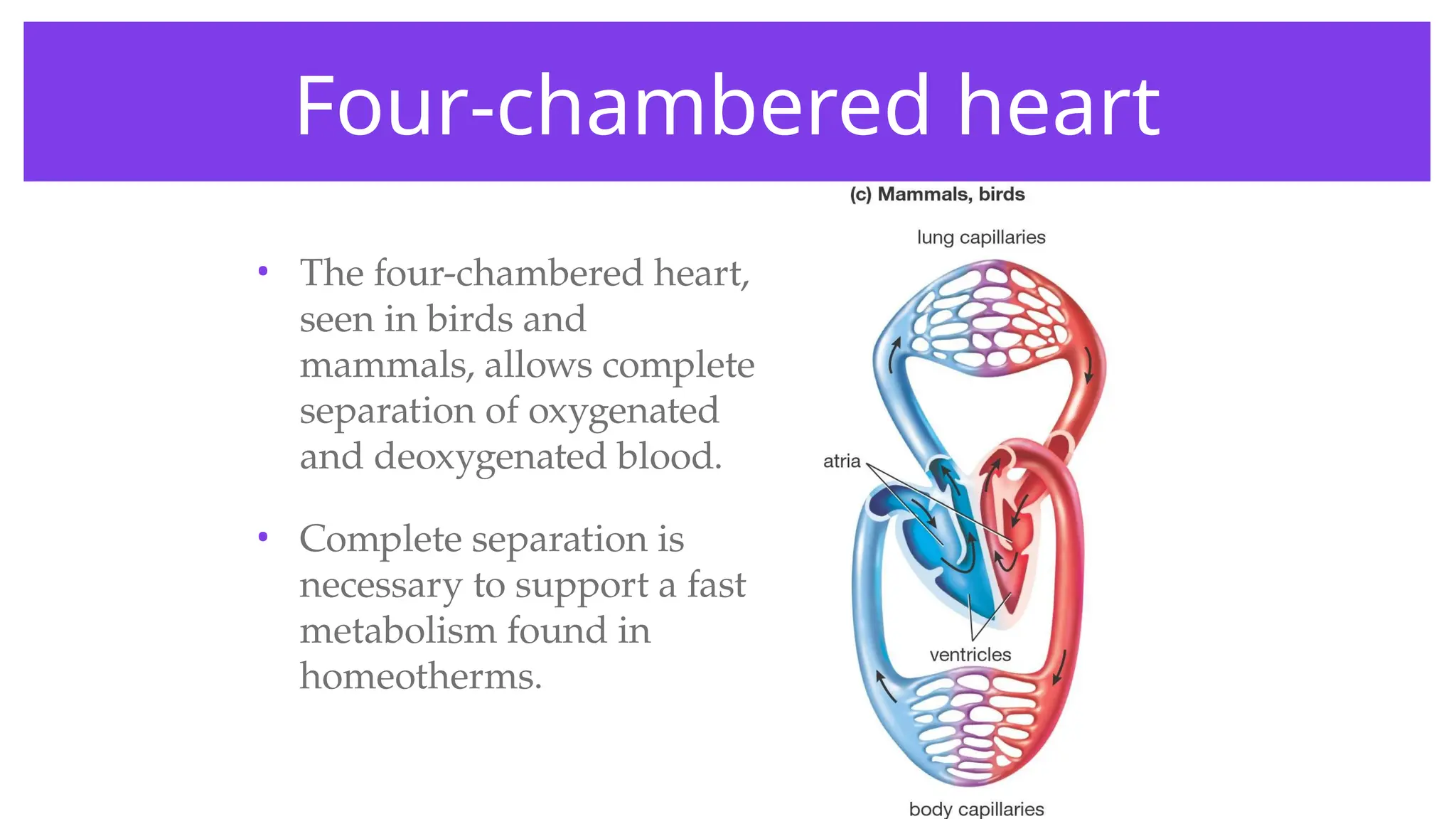 Four-chambered heart
• The four-chambered heart,
seen in birds and
mammals, allows complete
separation of oxygenated
and deoxygenated blood.
• Complete separation is
necessary to support a fast
metabolism found in
homeotherms.
 