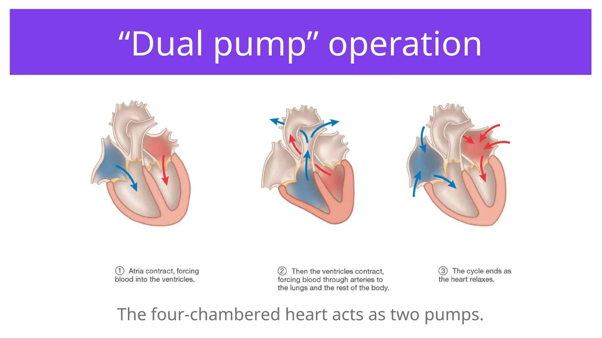 “Dual pump” operation
The four-chambered heart acts as two pumps.
 