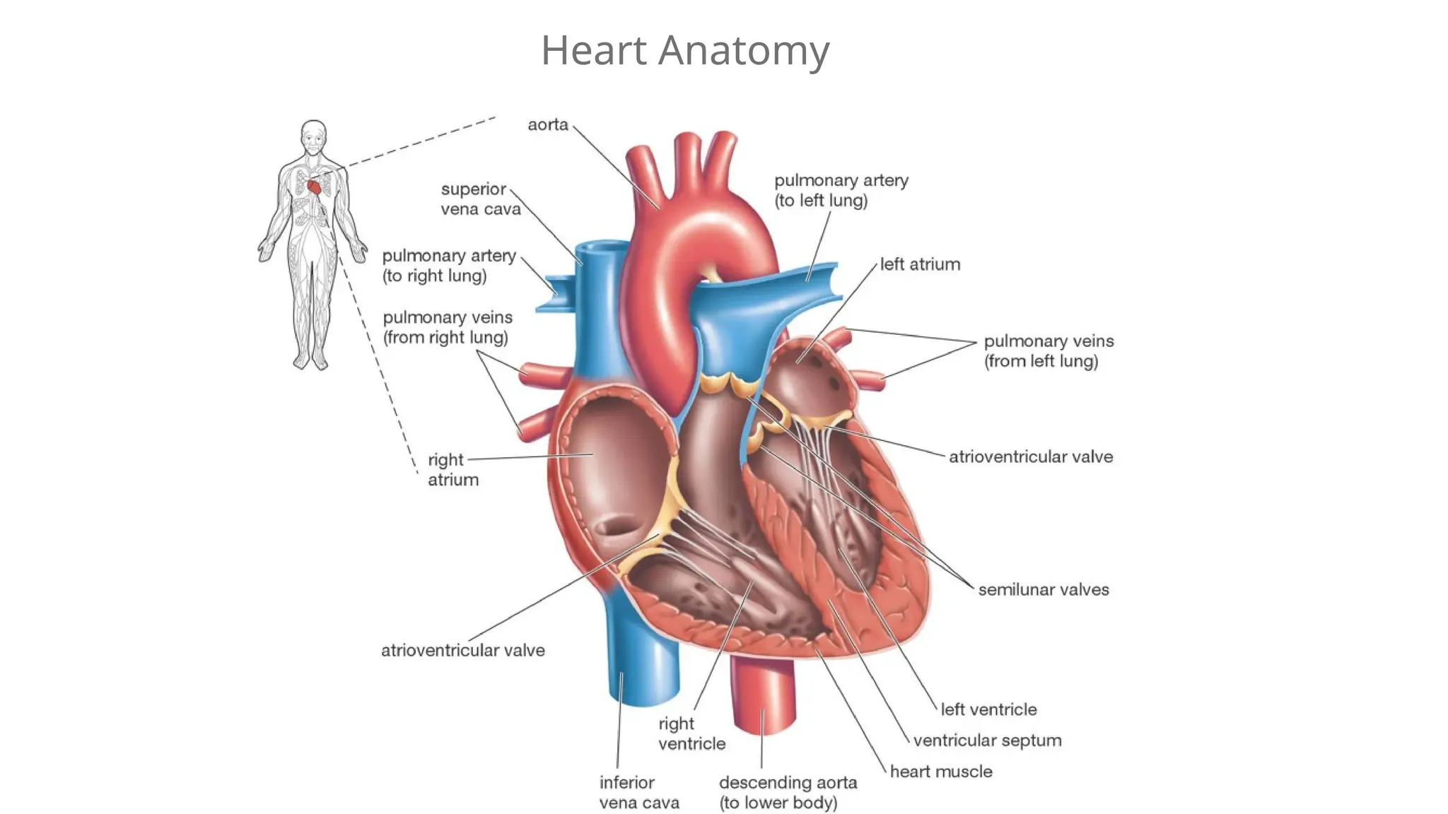 Heart Anatomy
 