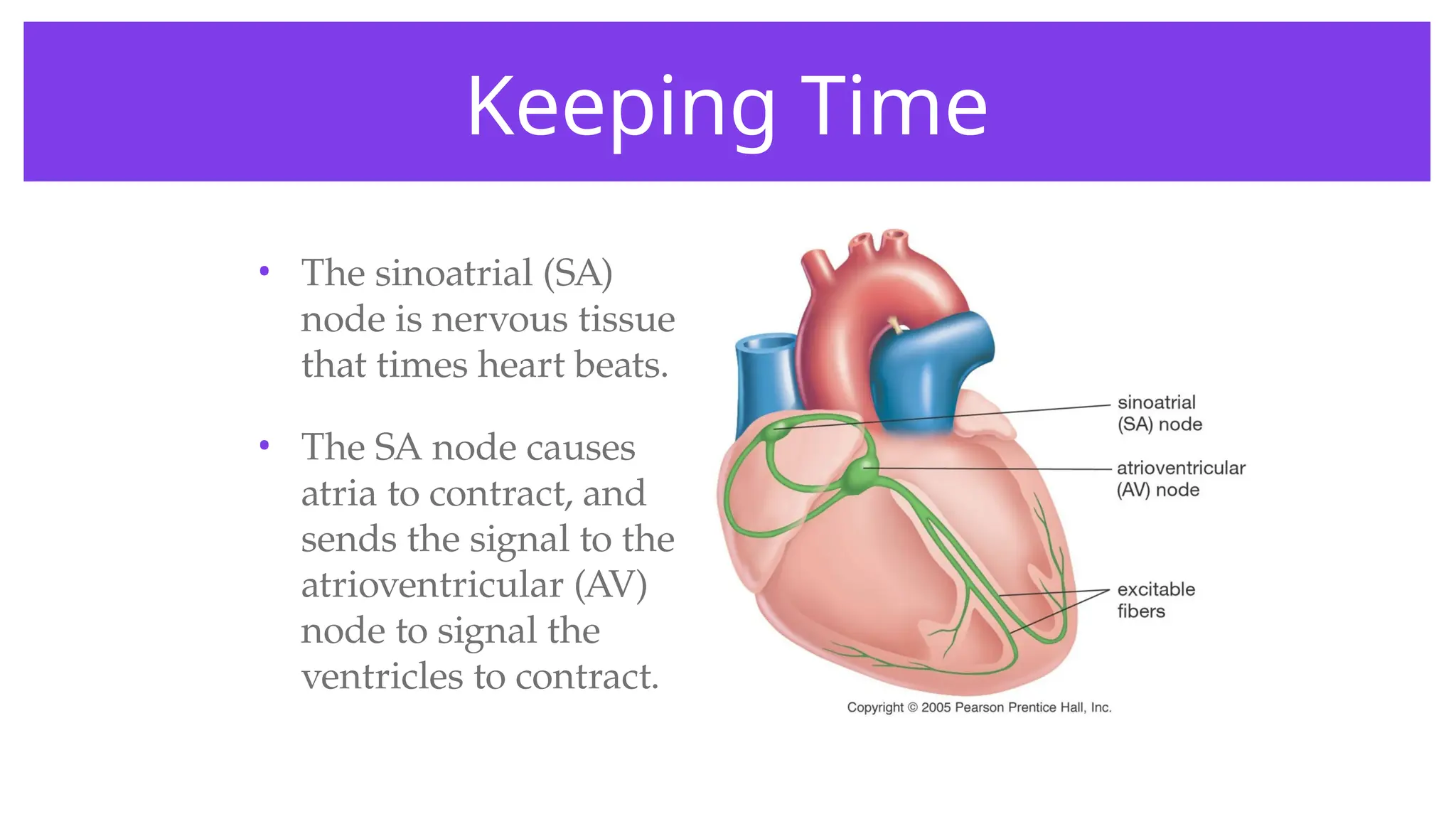 Keeping Time
• The sinoatrial (SA)
node is nervous tissue
that times heart beats.
• The SA node causes
atria to contract, and
sends the signal to the
atrioventricular (AV)
node to signal the
ventricles to contract.
 