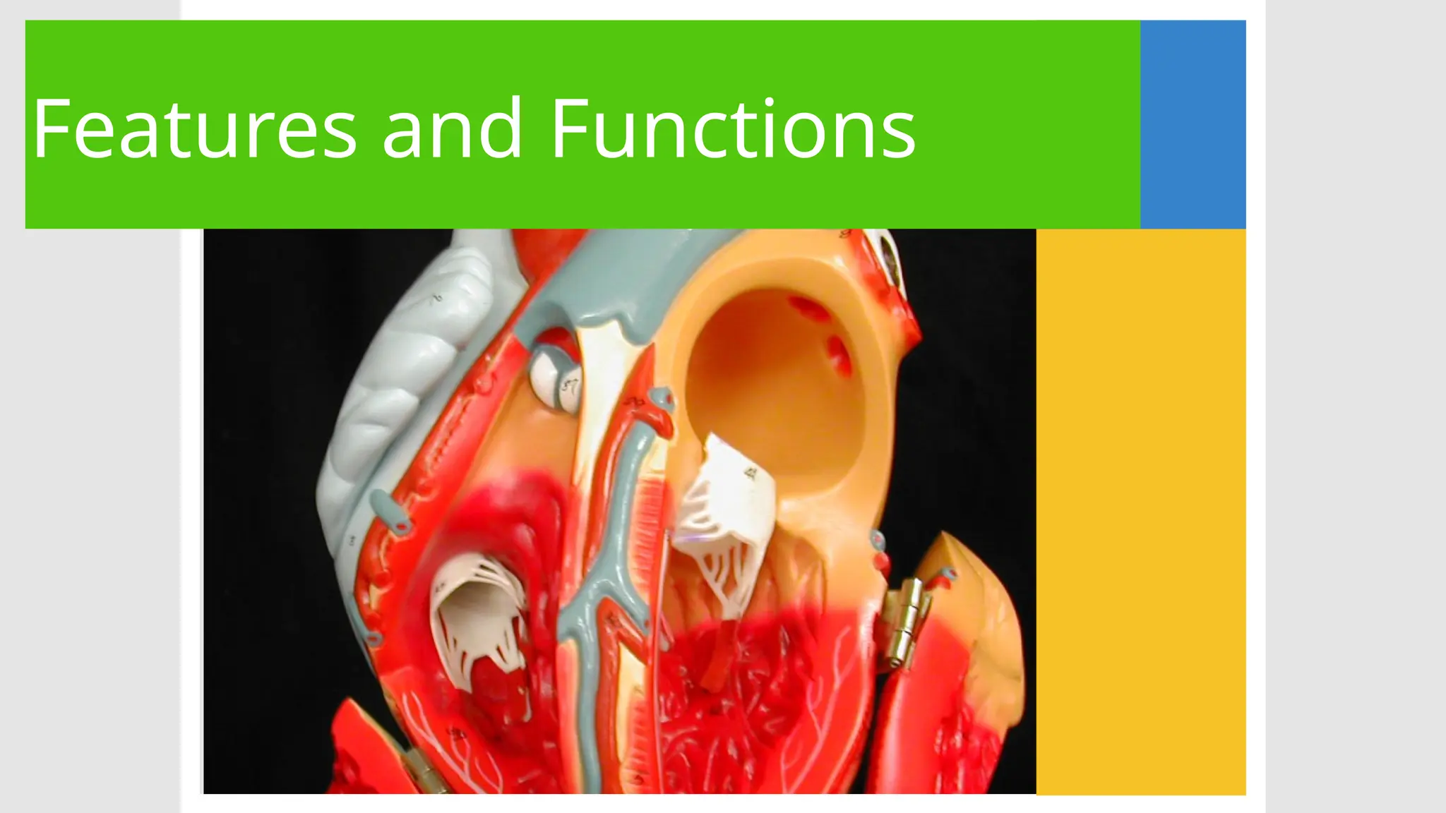 Features and Functions
 