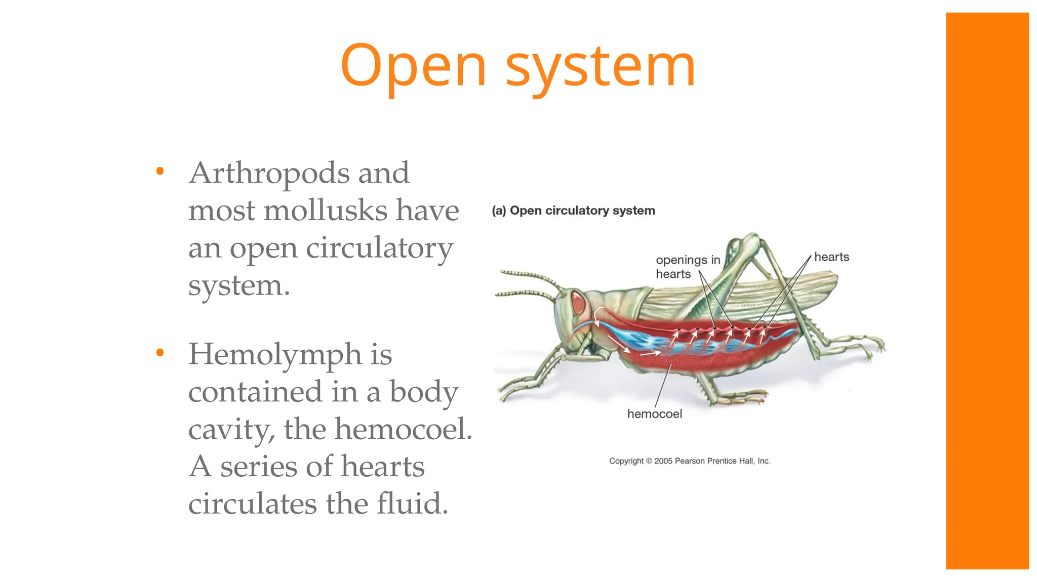 Open system
• Arthropods and
most mollusks have
an open circulatory
system.
• Hemolymph is
contained in a body
cavity, the hemocoel.
A series of hearts
circulates the fluid.
 