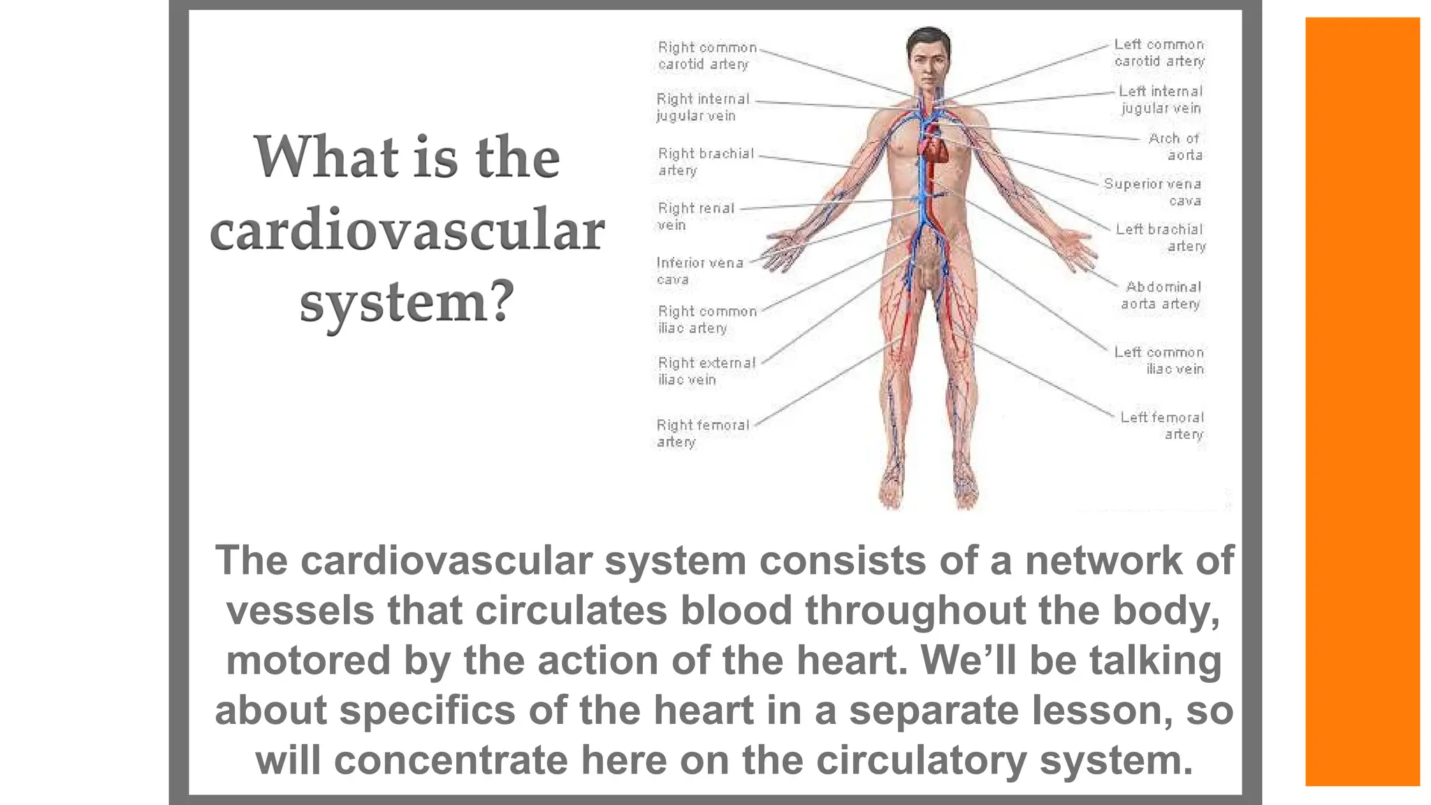 The cardiovascular system consists of a network of
vessels that circulates blood throughout the body,
motored by the action of the heart. We’ll be talking
about specifics of the heart in a separate lesson, so
will concentrate here on the circulatory system.
 