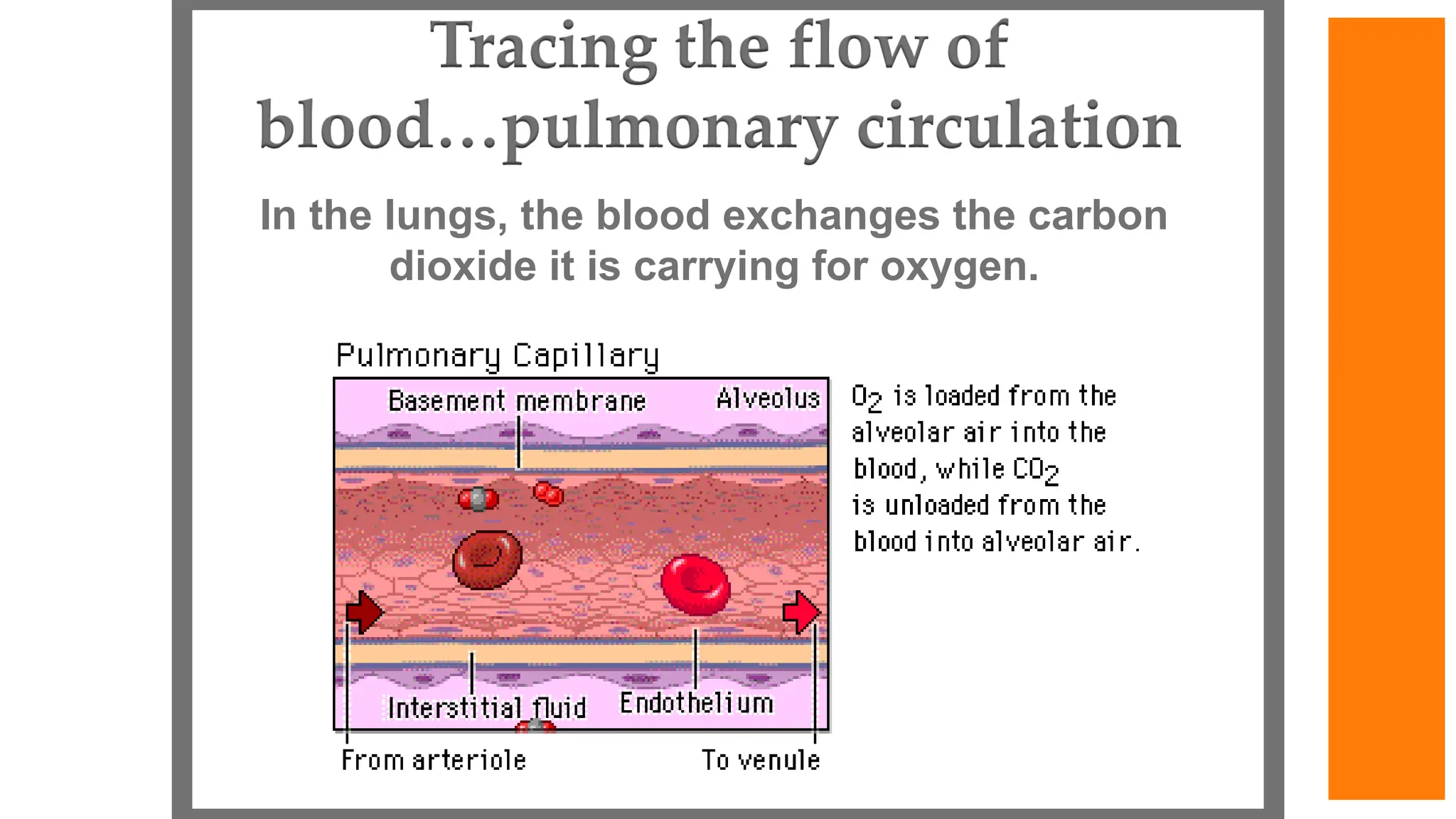 In the lungs, the blood exchanges the carbon
dioxide it is carrying for oxygen.
 