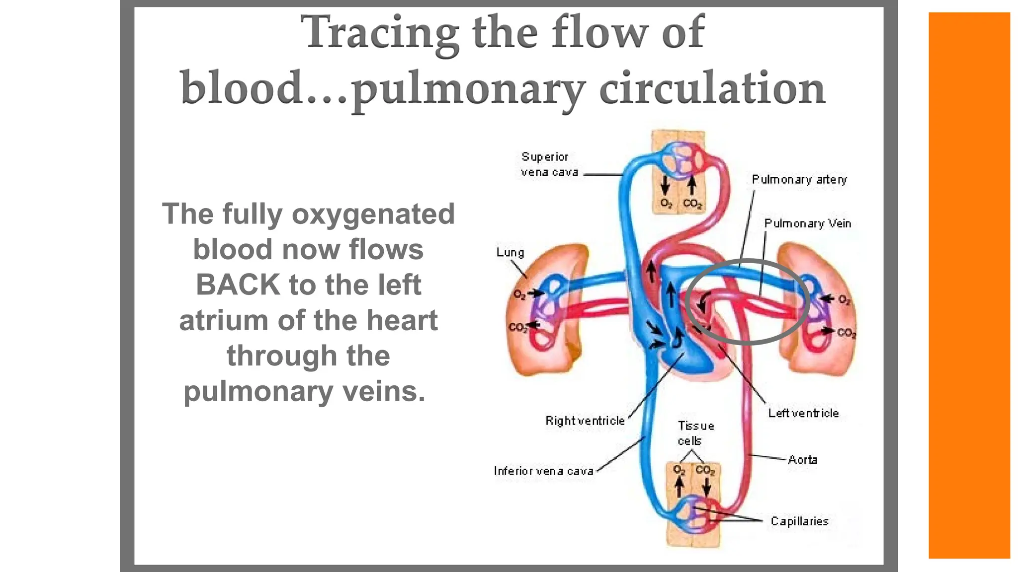 The fully oxygenated
blood now flows
BACK to the left
atrium of the heart
through the
pulmonary veins.
 