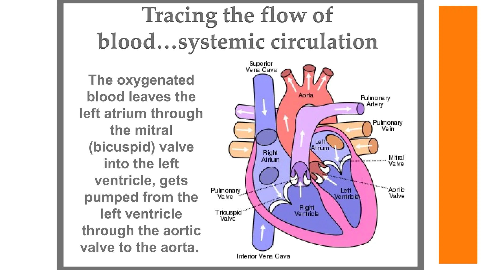 The oxygenated
blood leaves the
left atrium through
the mitral
(bicuspid) valve
into the left
ventricle, gets
pumped from the
left ventricle
through the aortic
valve to the aorta.
 