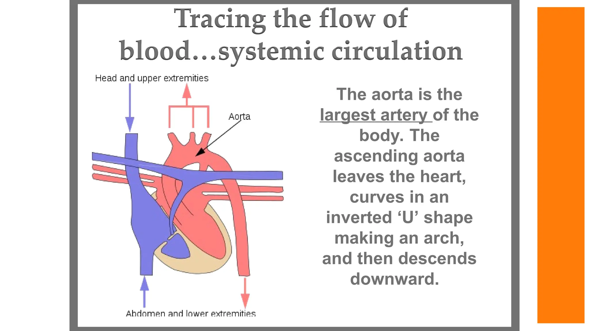 The aorta is the
largest artery of the
body. The
ascending aorta
leaves the heart,
curves in an
inverted ‘U’ shape
making an arch,
and then descends
downward.
 
