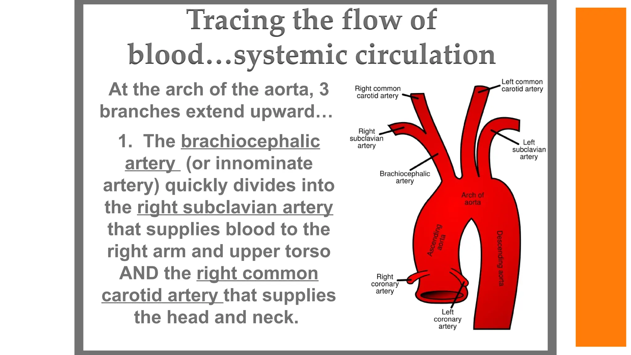 At the arch of the aorta, 3
branches extend upward…
1. The brachiocephalic
artery (or innominate
artery) quickly divides into
the right subclavian artery
that supplies blood to the
right arm and upper torso
AND the right common
carotid artery that supplies
the head and neck.
 