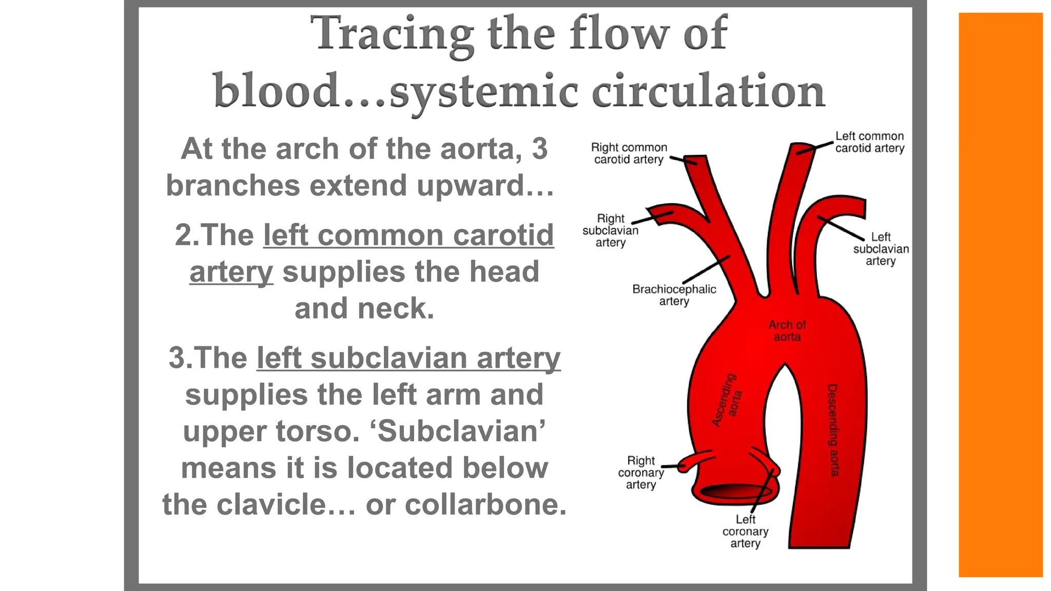 At the arch of the aorta, 3
branches extend upward…
2.The left common carotid
artery supplies the head
and neck.
3.The left subclavian artery
supplies the left arm and
upper torso. ‘Subclavian’
means it is located below
the clavicle… or collarbone.
 