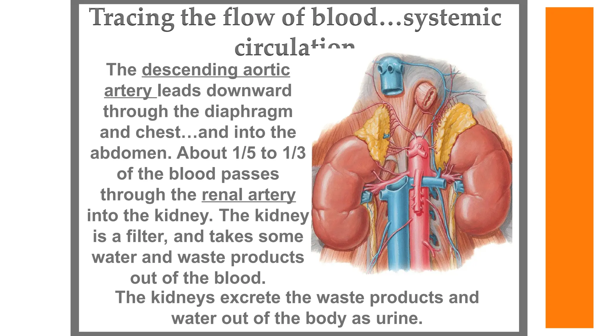 The descending aortic
artery leads downward
through the diaphragm
and chest…and into the
abdomen. About 1/5 to 1/3
of the blood passes
through the renal artery
into the kidney. The kidney
is a filter, and takes some
water and waste products
out of the blood.
The kidneys excrete the waste products and
water out of the body as urine.
 