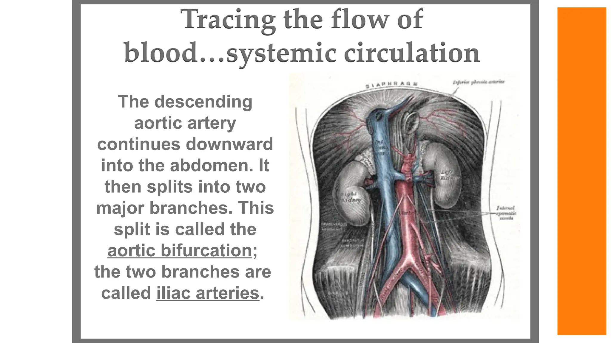 The descending
aortic artery
continues downward
into the abdomen. It
then splits into two
major branches. This
split is called the
aortic bifurcation;
the two branches are
called iliac arteries.
 