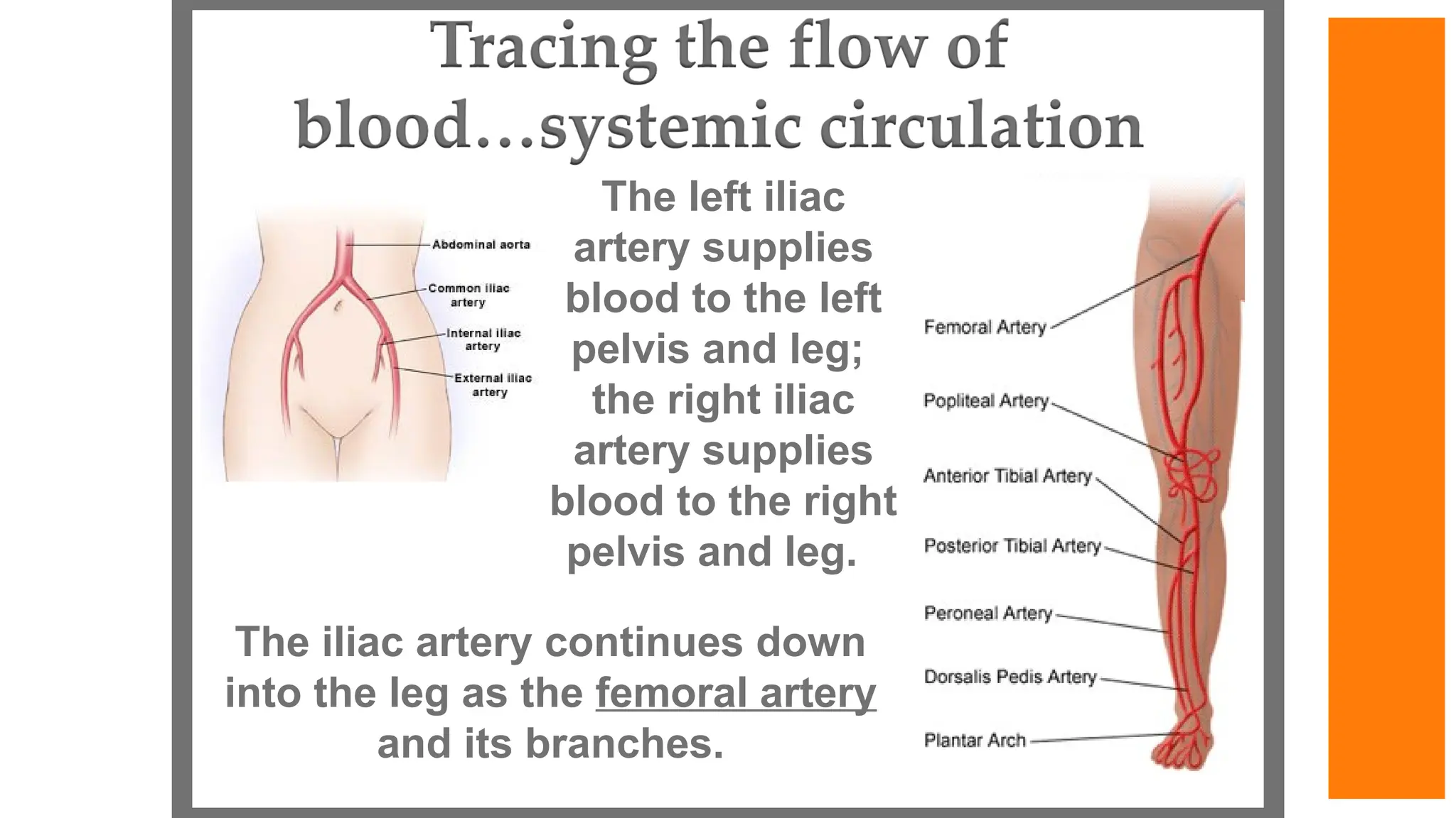 The left iliac
artery supplies
blood to the left
pelvis and leg;
the right iliac
artery supplies
blood to the right
pelvis and leg.
The iliac artery continues down
into the leg as the femoral artery
and its branches.
 