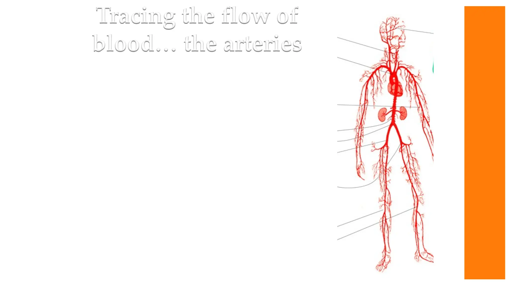Arteries are elastic tubes that carry
blood in pulsating waves. The blood
exerts pressure against the walls of
the arteries as it passes through. The
peak pressure occurs during the
heart’s contraction, and is called
systolic pressure. The minimum
pressure occurs between
contractions when the heart expands
and refills, and is called diastolic
pressure. This pressure variation
within the artery produces a pulse.
All arteries have a pulse.
 