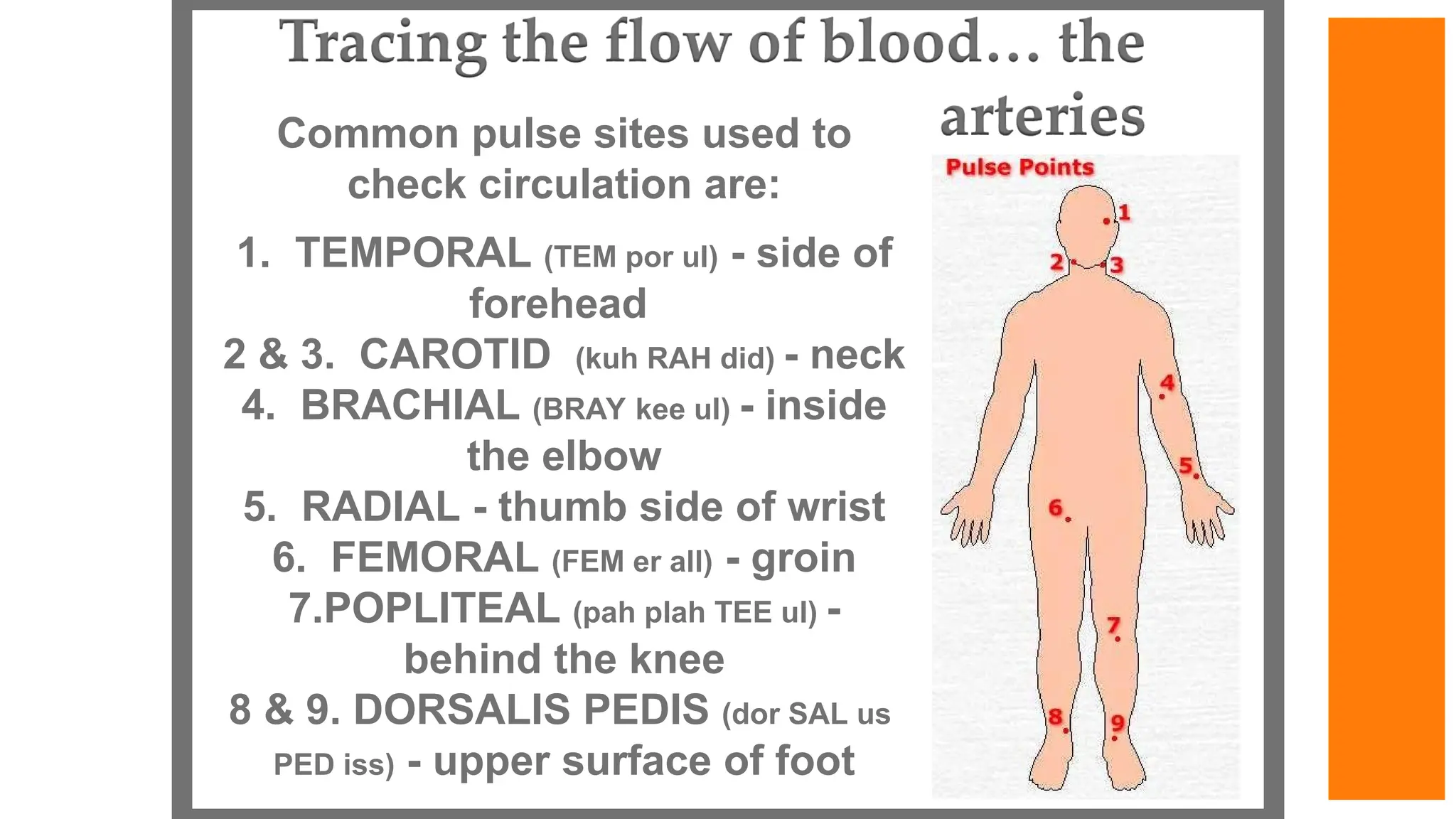 Common pulse sites used to
check circulation are:
1. TEMPORAL (TEM por ul) - side of
forehead
2 & 3. CAROTID (kuh RAH did) - neck
4. BRACHIAL (BRAY kee ul) - inside
the elbow
5. RADIAL - thumb side of wrist
6. FEMORAL (FEM er all) - groin
7.POPLITEAL (pah plah TEE ul) -
behind the knee
8 & 9. DORSALIS PEDIS (dor SAL us
PED iss) - upper surface of foot
 