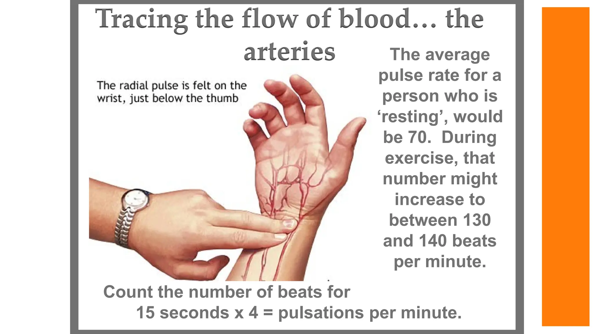Count the number of beats for
15 seconds x 4 = pulsations per minute.
The average
pulse rate for a
person who is
‘resting’, would
be 70. During
exercise, that
number might
increase to
between 130
and 140 beats
per minute.
 