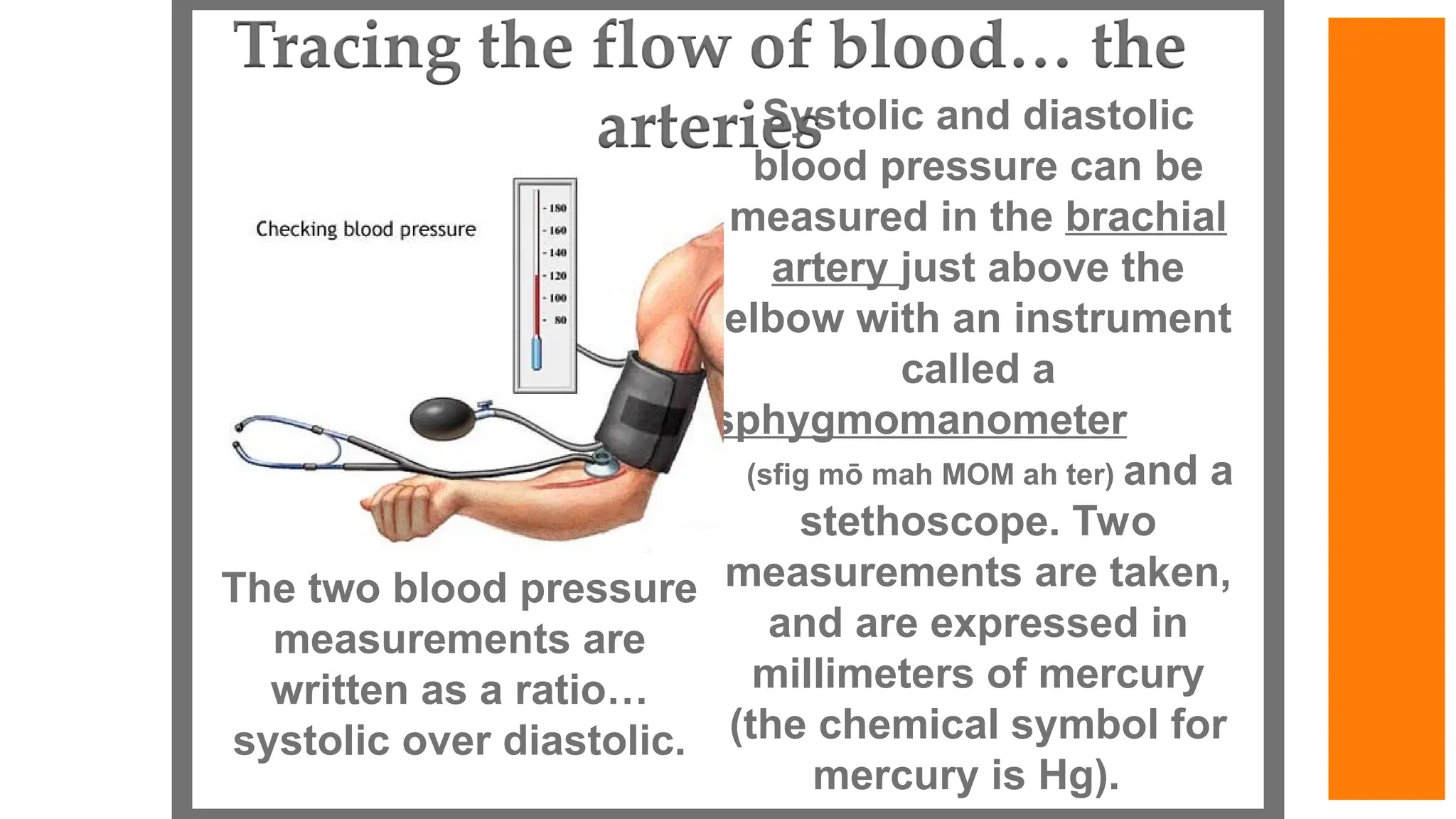 Systolic and diastolic
blood pressure can be
measured in the brachial
artery just above the
elbow with an instrument
called a
sphygmomanometer
(sfig mō mah MOM ah ter) and a
stethoscope. Two
measurements are taken,
and are expressed in
millimeters of mercury
(the chemical symbol for
mercury is Hg).
The two blood pressure
measurements are
written as a ratio…
systolic over diastolic.
 