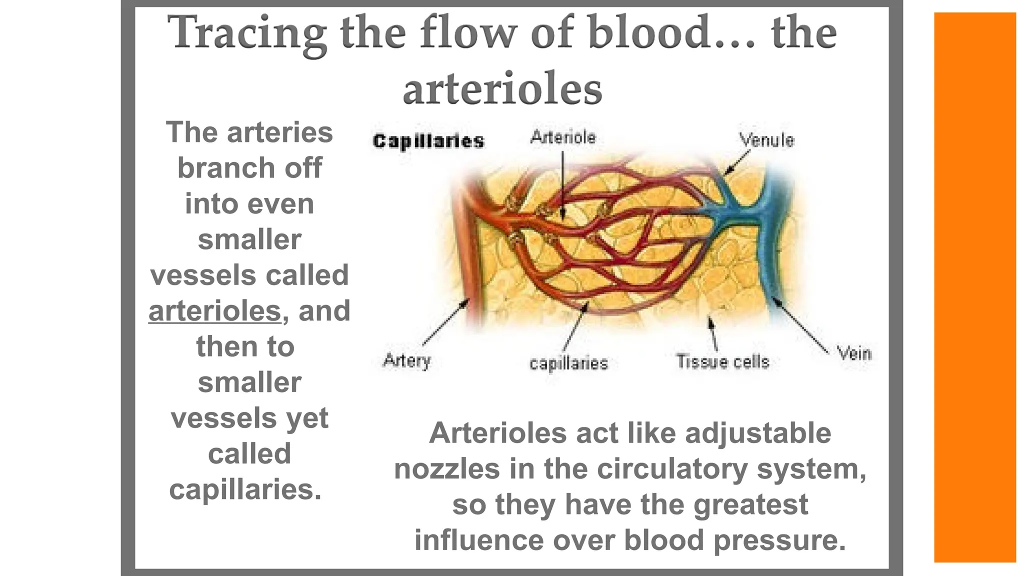 Arterioles act like adjustable
nozzles in the circulatory system,
so they have the greatest
influence over blood pressure.
The arteries
branch off
into even
smaller
vessels called
arterioles, and
then to
smaller
vessels yet
called
capillaries.
 